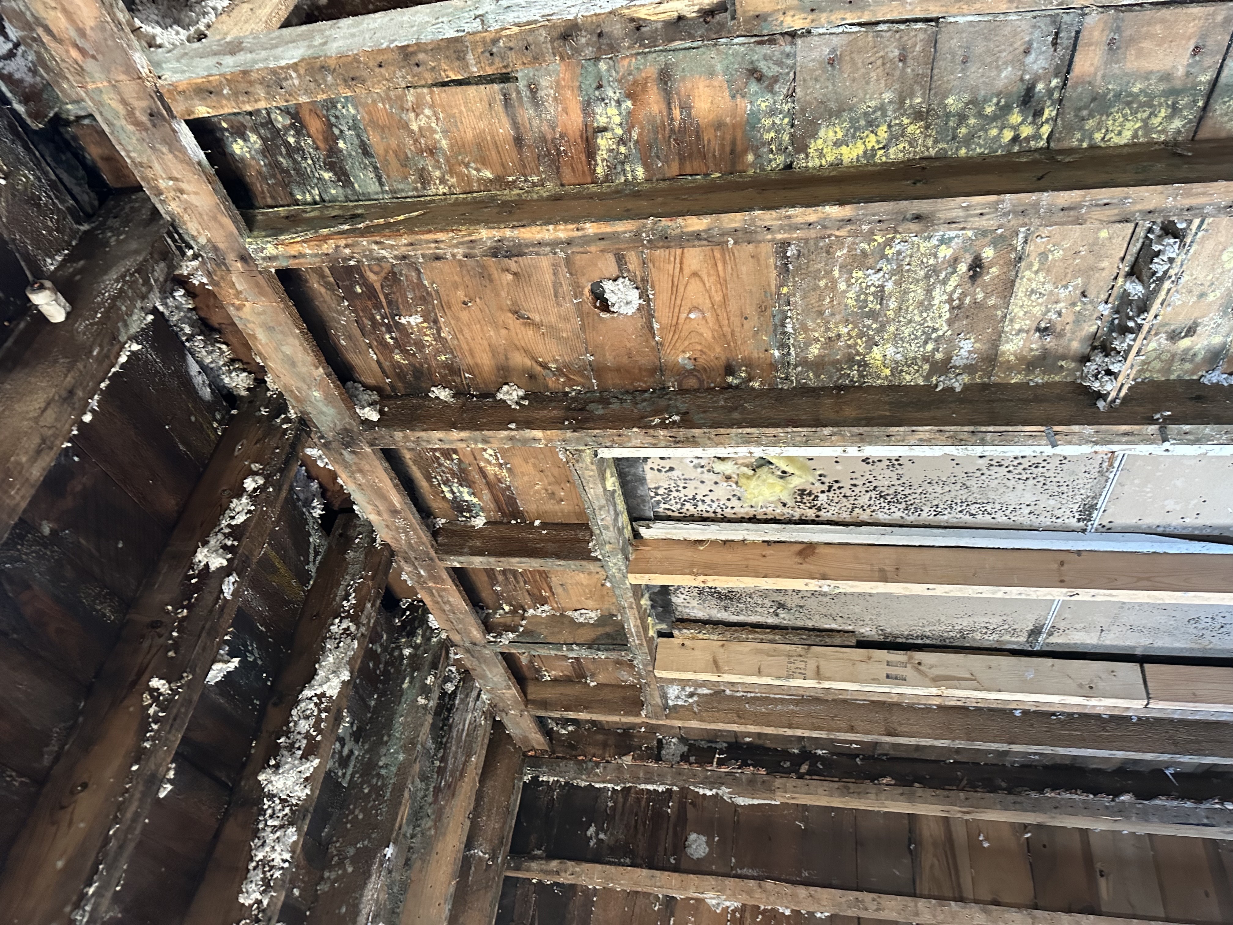 Mold damage on wooden studs and ceiling in Paynesville